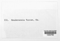 Hendersonia yuccae image